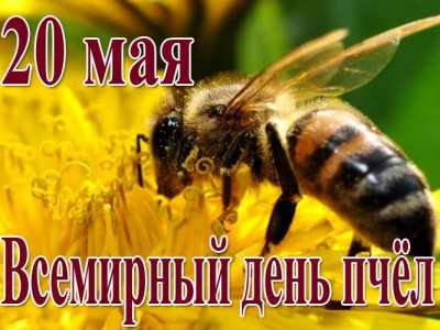 20 мая 2024. Всемирный день пчёл 20 мая 2024. Всемирный день пчёл