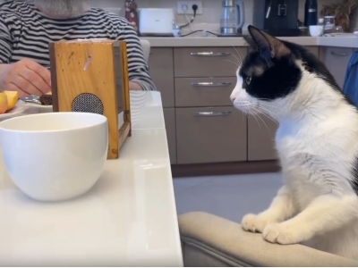 Пчелиные процедуры и кошачье любопытство! Пчелиные процедуры и кошачье любопытство!